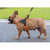 2020 Nylon Heavy Duty Dog Pet Harness Collar Padded Extra Big Large Medium Small Dog Harnesses vest Husky Dogs Supplies