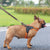 2020 Nylon Heavy Duty Dog Pet Harness Collar Padded Extra Big Large Medium Small Dog Harnesses vest Husky Dogs Supplies