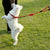 dadugo dog leash Traction Rope Pet dog harness for small and large dogs 5 color size s/m/l/xl